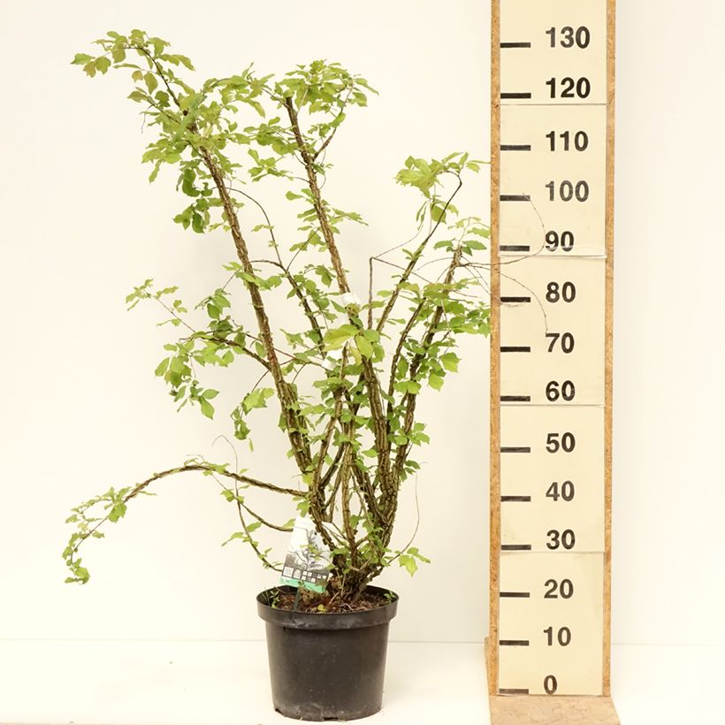 Ulmus minor suberosa - Olmo campestre Vaso da 7,5L/10L esemplare consegnato in primavera