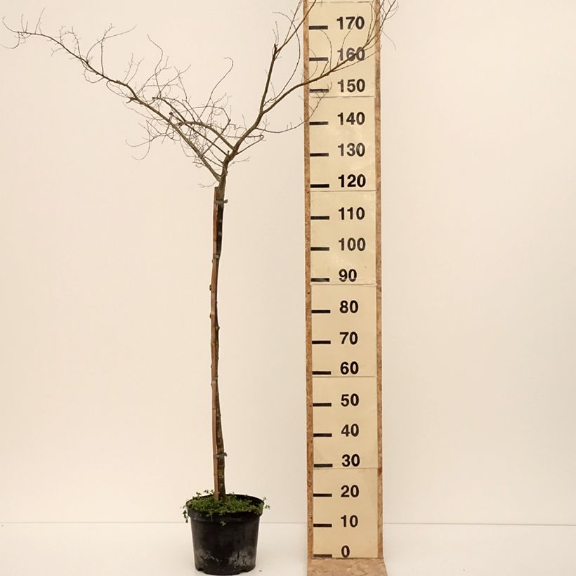 Ulmus  minor Viminalis Aurea - Olmo comune Vaso da 4L/5L esemplare consegnato in inverno
