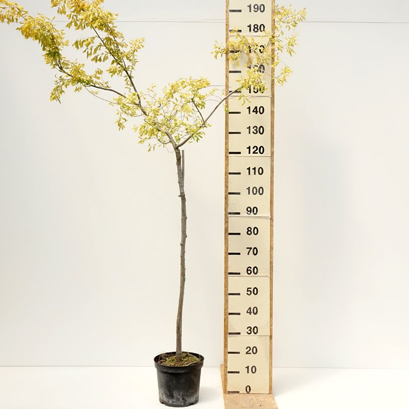 Ulmus  minor Viminalis Aurea - Olmo comune Vaso da 4L/5L, Vaso impalcato esemplare consegnato in primavera