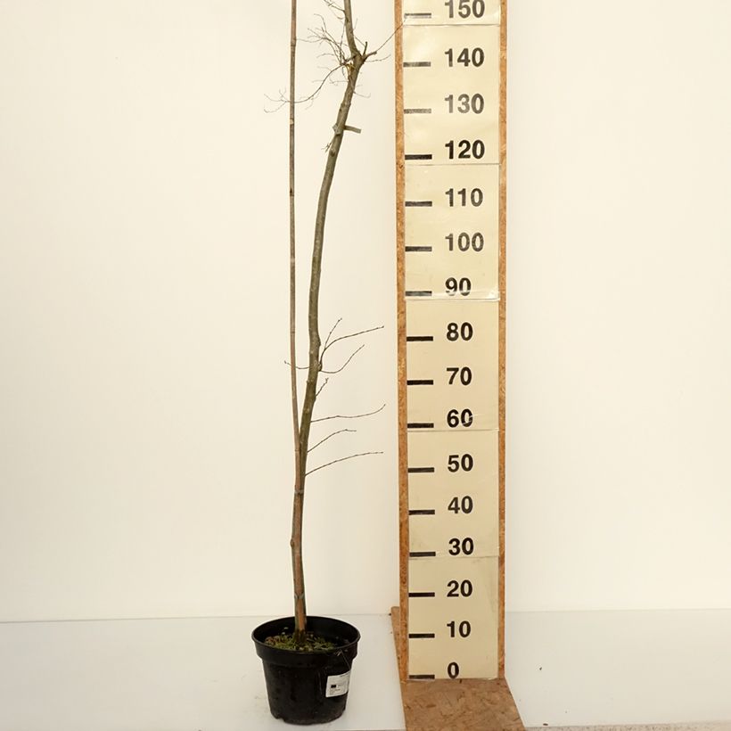 Esemplare di Ulmus  minor Viminalis Aurea - Olmo comune Vaso da 4L/5L, Vaso impalcato come consegnato in autunno