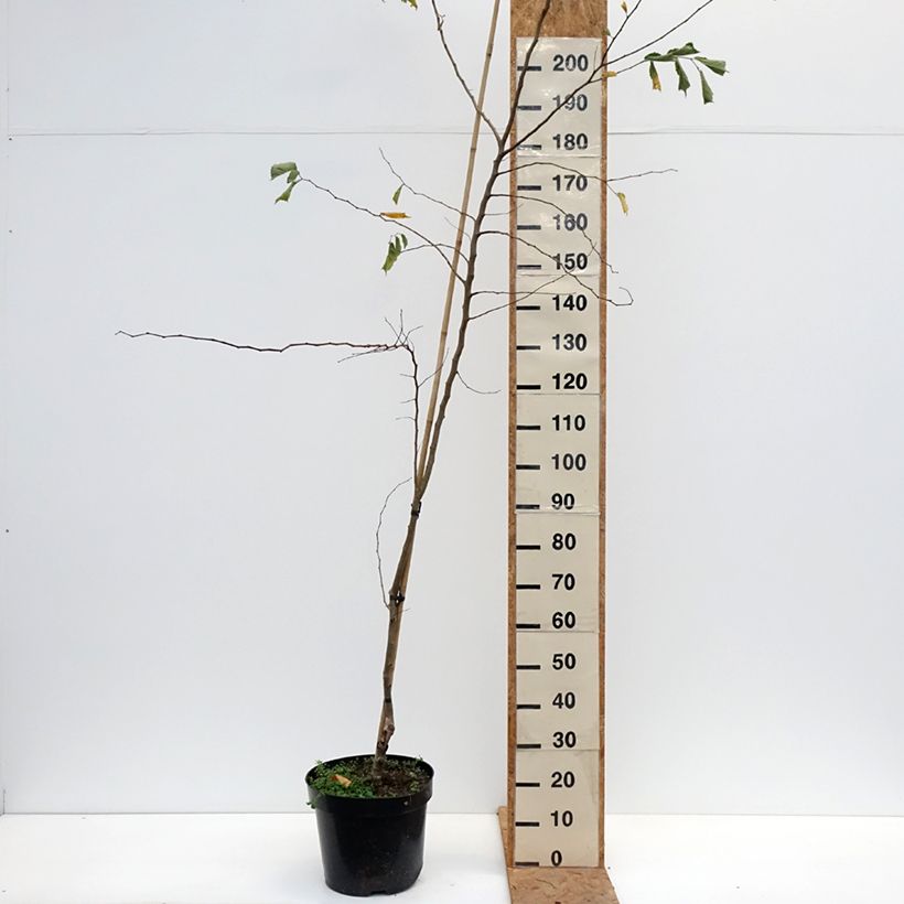 Esemplare di Ulmus minor Webbiana- Olmo comune Vaso da 12L/15L come consegnato in autunno