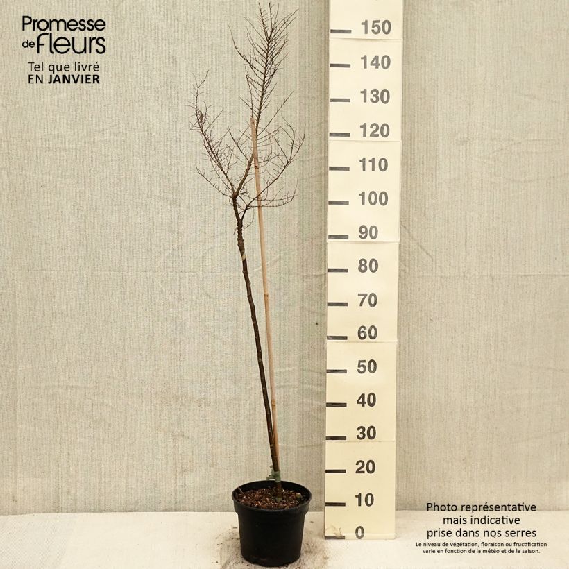 Ulmus parvifolia Seiju - Olmo chinese Vaso da 4L/5L esemplare consegnato in inverno