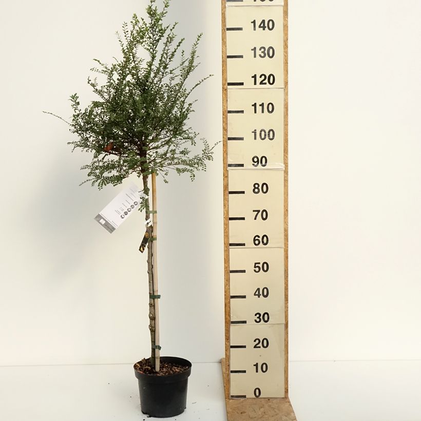 Esemplare di Ulmus parvifolia Seiju - Olmo chinese Vaso da 4L/5L consegnato in estate