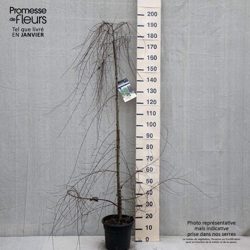 Ulmus pumila - Olmo siberiano Vaso da 7,5L/10L esemplare consegnato in inverno