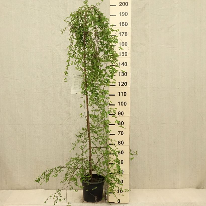 Ulmus pumila - Olmo siberiano Vaso da 7,5L/10L esemplare consegnato in primavera