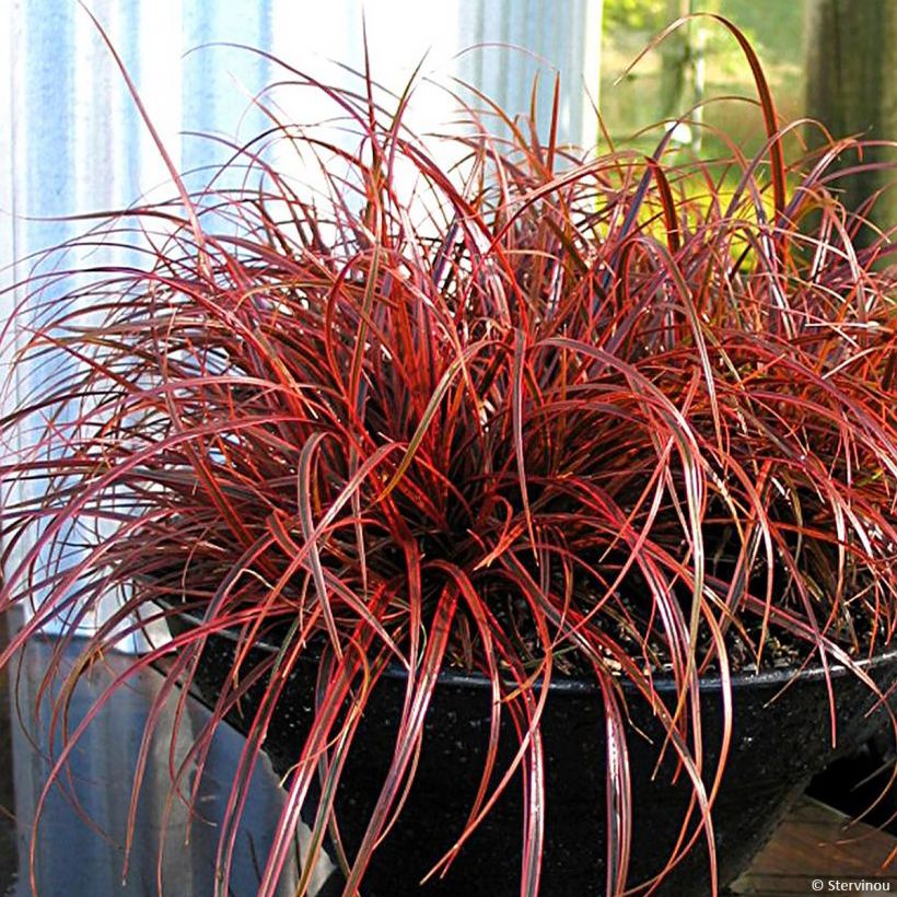 Uncinia rubra Everflame (Porto)