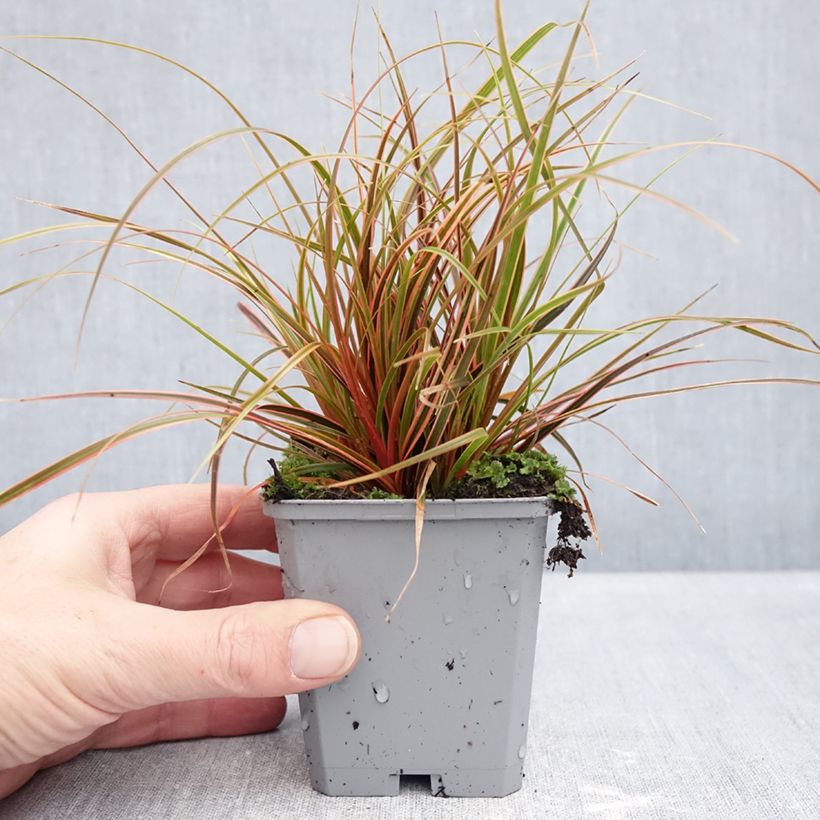 Uncinia rubra Everflame Vasetto da 8/9 cm esemplare consegnato in inverno