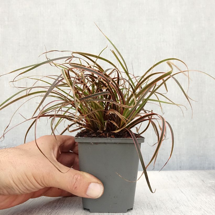 Esemplare di Uncinia rubra Everflame Vasetto da 8/9 cm come consegnato in autunno