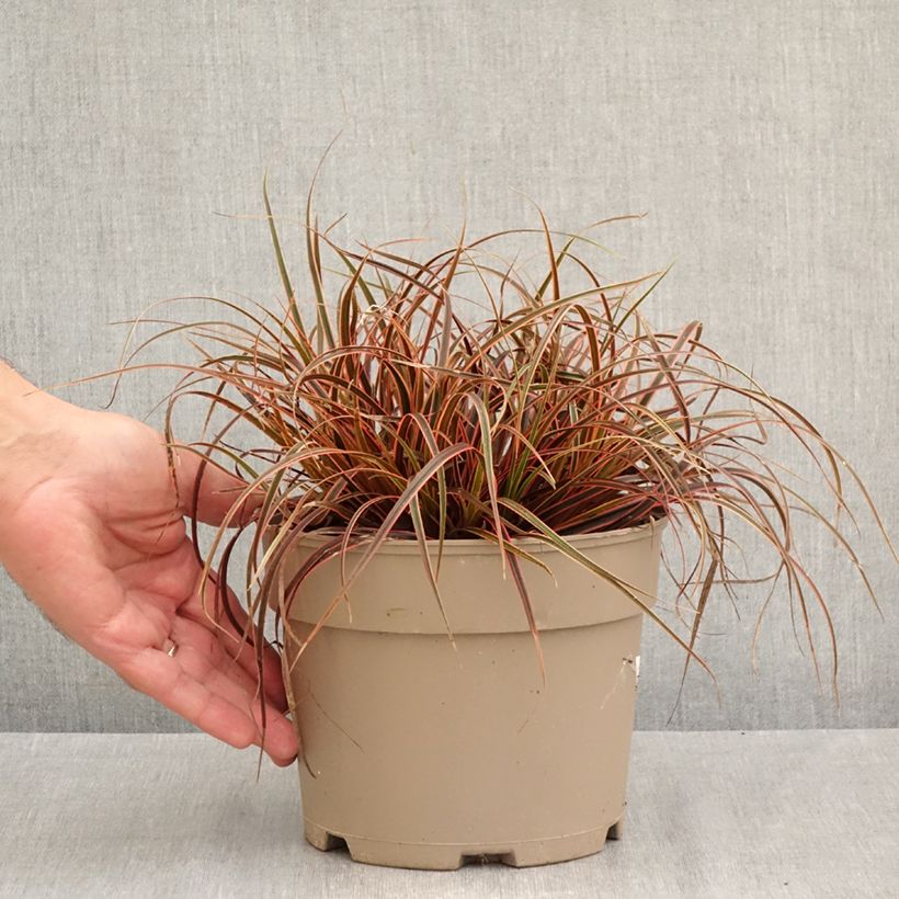 Esemplare di Uncinia rubra Everflame Vaso da 2L/3L come consegnato in autunno