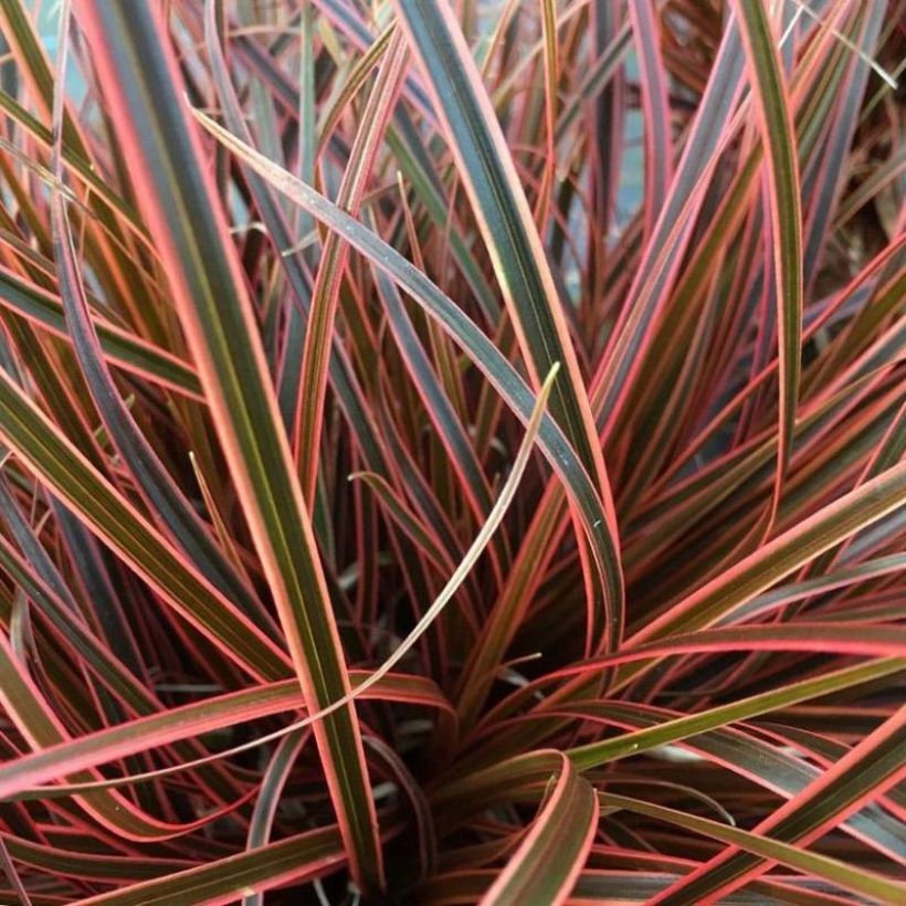 Uncinia rubra Everflame (Fogliame)