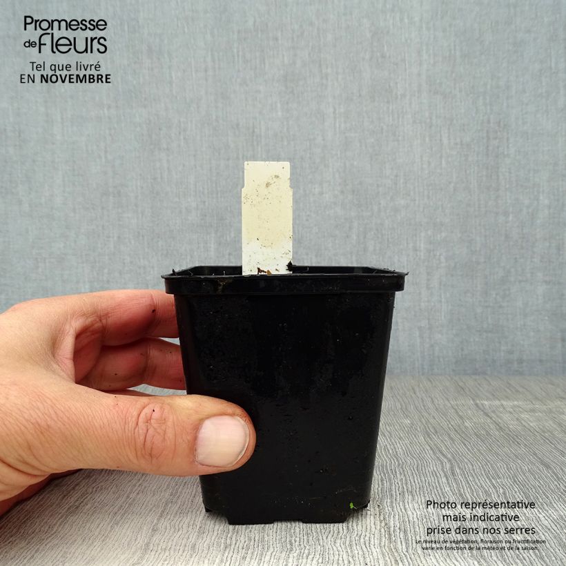 Esemplare di Uvularia grandiflora Vasetto da 8/9 cm come consegnato in autunno