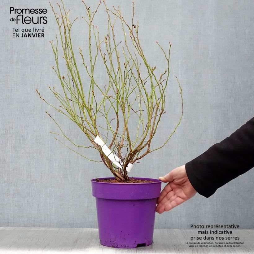 Mirtillo gigante americano - Hortblue Petite Vaso da 2L/3L, A cespuglio esemplare consegnato in inverno