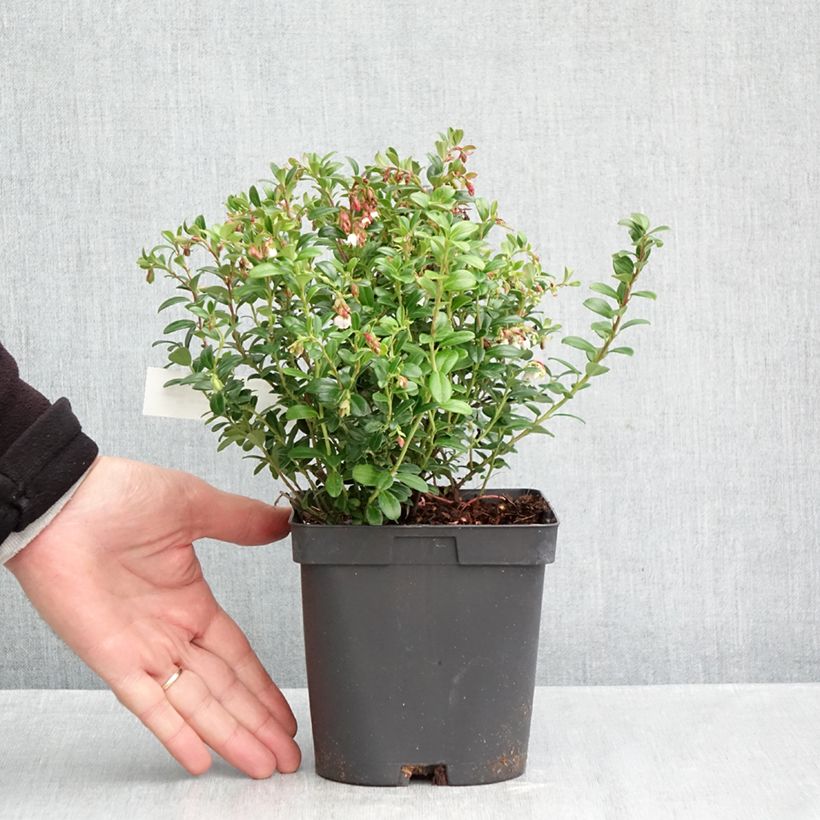 Esemplare di Mirtillo rosso - Miss Cherry 'Meliro' Vaso da 2L/3L come consegnato in autunno