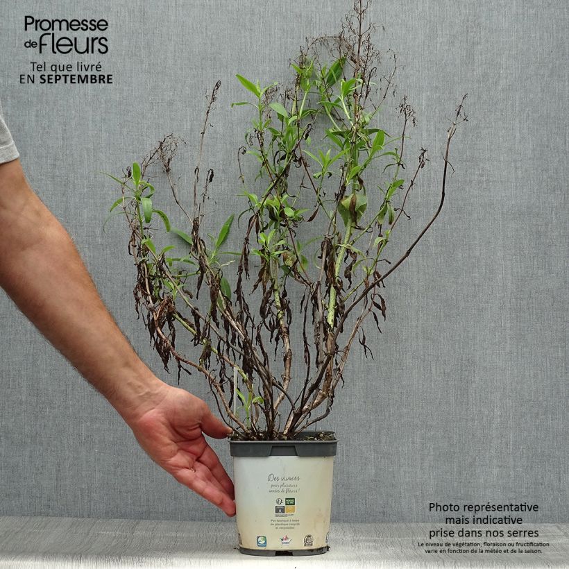 Esemplare di Centranthus ruber Albus - Valeriana bianca Vaso da 2L/3L come consegnato in autunno