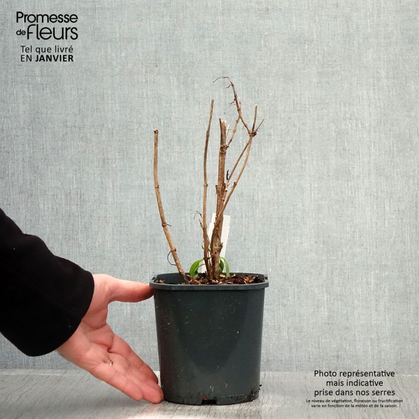 Centranthus ruber Albus - Valeriana bianca Vaso da 2L/3L esemplare consegnato in inverno