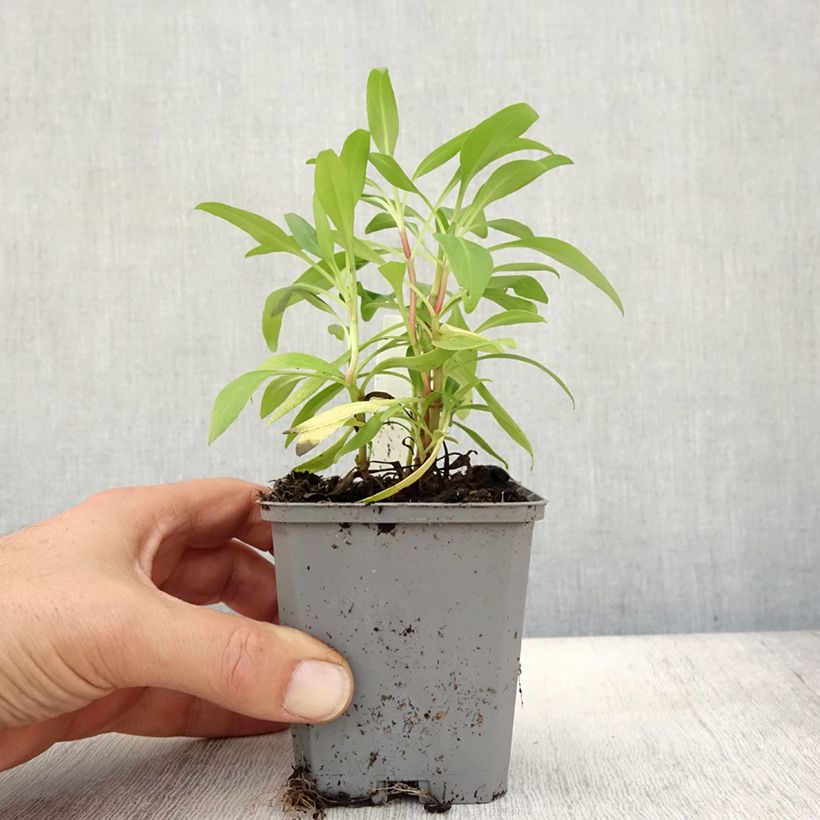 Esemplare di Centranthus ruber - Valeriana rossa Vasetto da 8/9 cm come consegnato in autunno