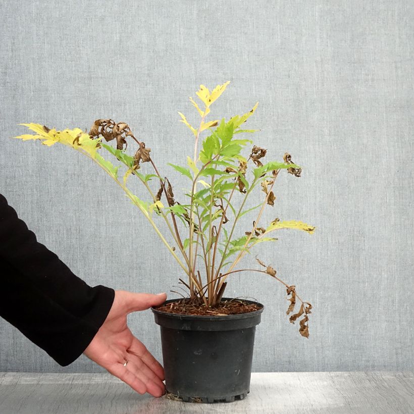 Esemplare di Valeriana officinalis - Valeriana comune Vaso da 2L/3L come consegnato in autunno