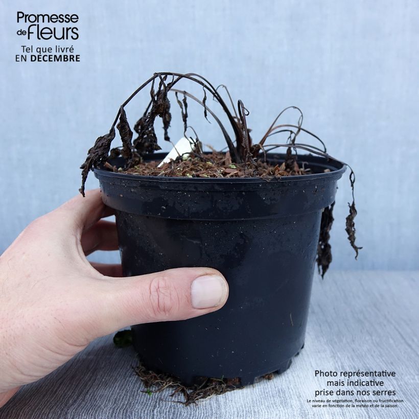 Valeriana officinalis - Valeriana comune Vaso da 2L/3L esemplare consegnato in inverno