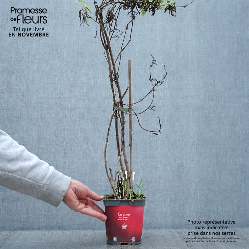 Esemplare di Centranthus ruber Coccineus - Valeriana rossa Vaso da 2L/3L come consegnato in autunno
