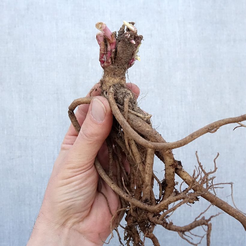 Centranthus ruber Coccineus - Valeriana rossa Piante piccole a radice nuda esemplare consegnato in inverno