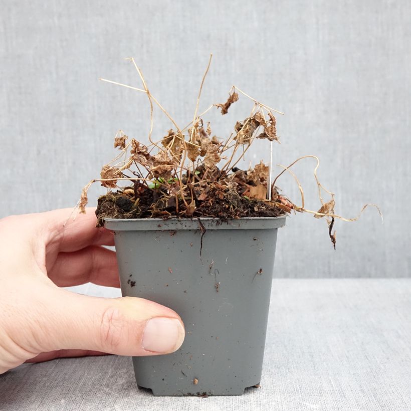 Vancouveria hexandra Vasetto da 8/9 cm esemplare consegnato in inverno