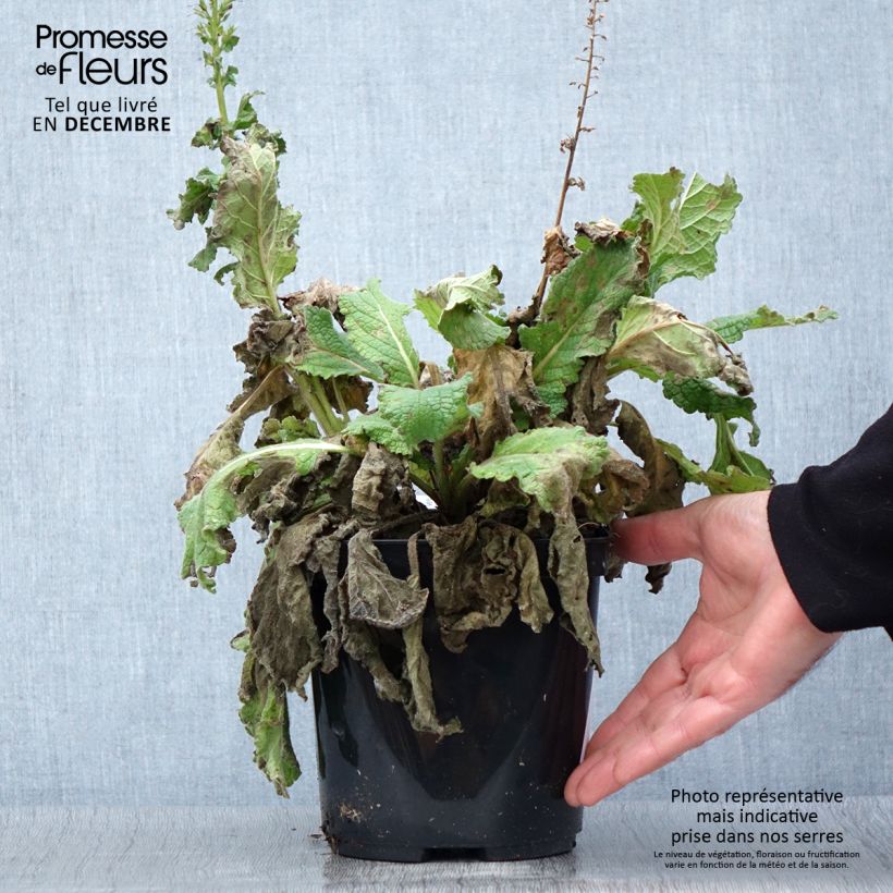 Esemplare di Verbascum Dark Eyes - Verbasco Vaso da 2L/3L come consegnato in autunno