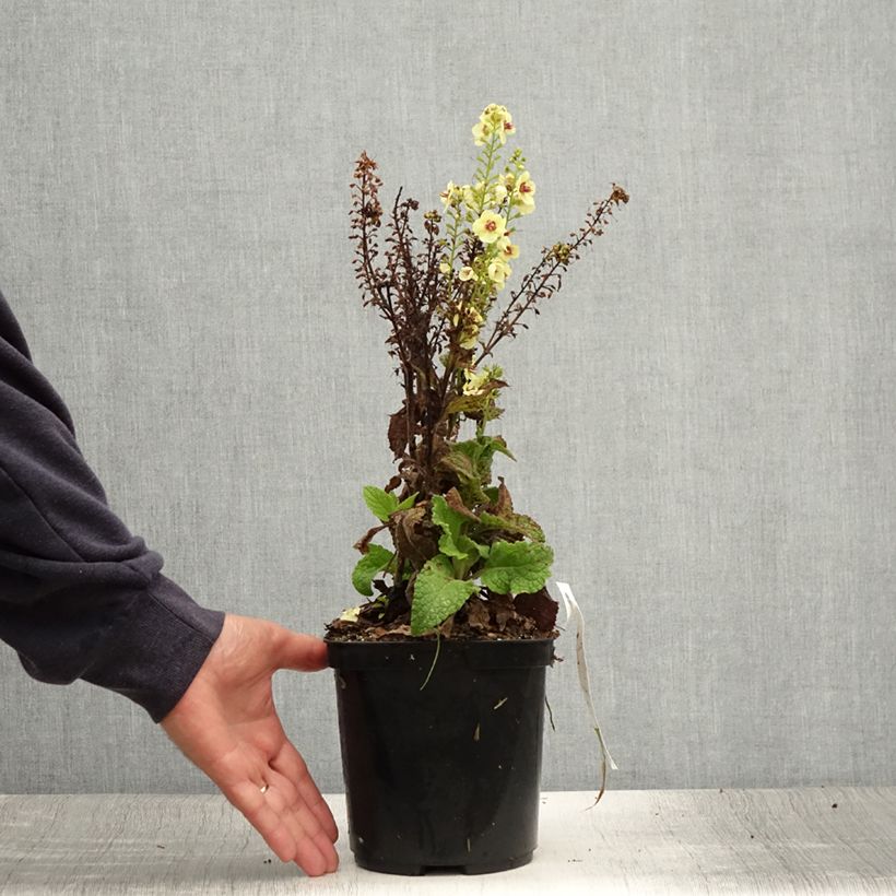 Esemplare di Verbascum Dark Eyes - Verbasco Vaso da 2L/3L consegnato in estate