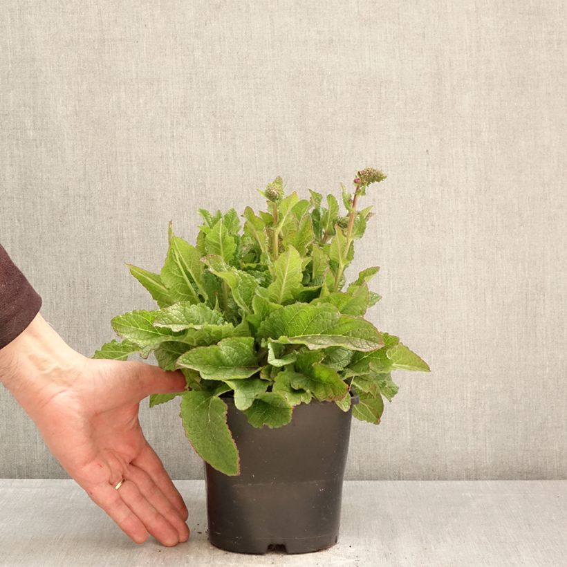 Verbascum Dark Eyes - Verbasco Vaso da 2L/3L esemplare consegnato in primavera