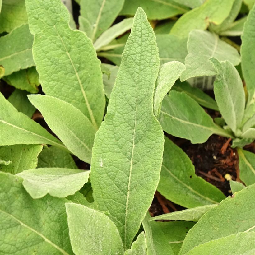 Verbascum Gainsborough - Verbasco (Fogliame)