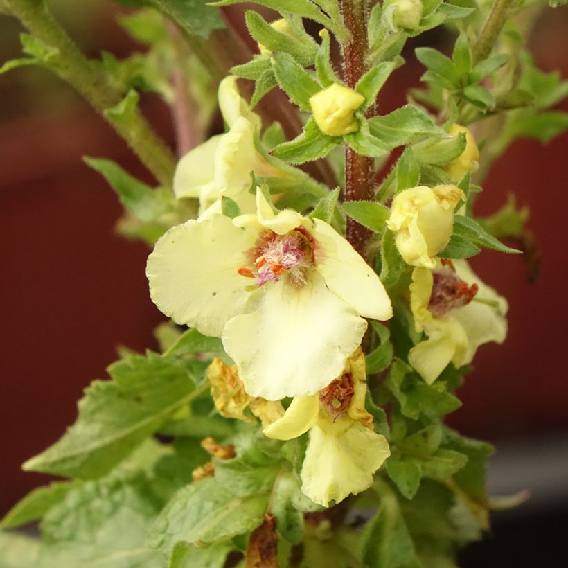 Verbascum Cotswold Queen - Verbasco (Fioritura)