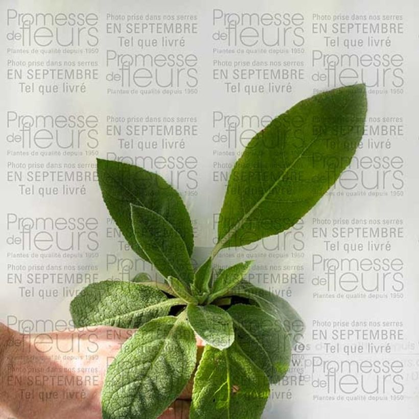 Esempio di esemplare Verbascum Helen Johnson - Verbasco Vasetto da 8/9 cm come consegnato