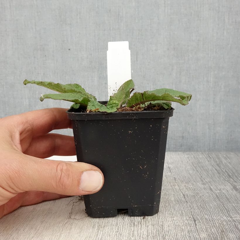 Verbascum Southern Charm - Verbasco Vasetto da 8/9 cm esemplare consegnato in primavera