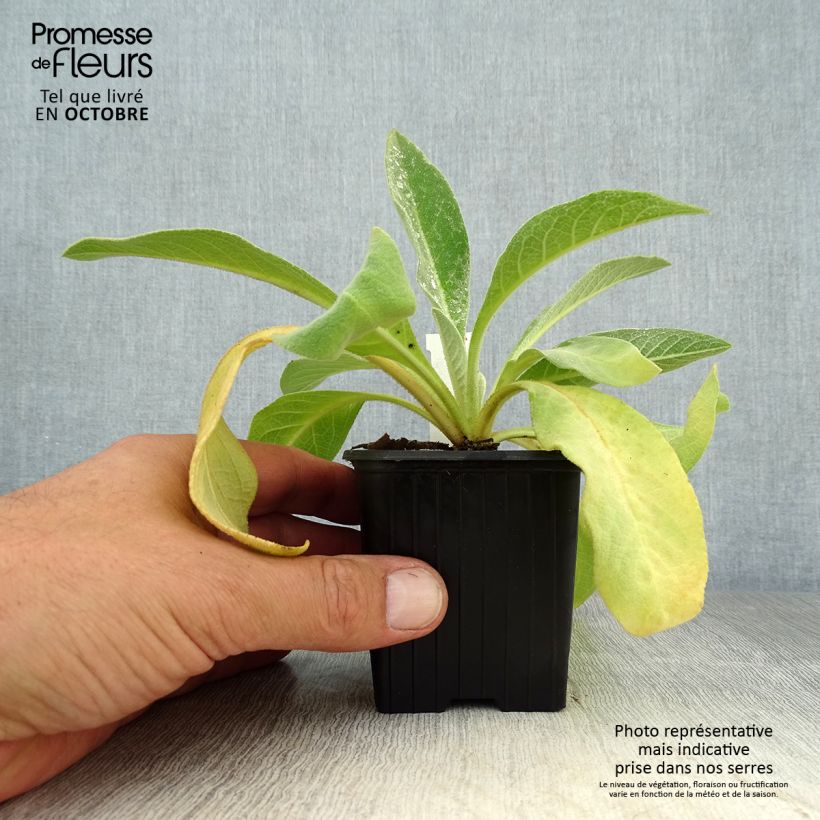 Esemplare di Verbascum olympicum - Verbasco Vasetto da 8/9 cm come consegnato in autunno