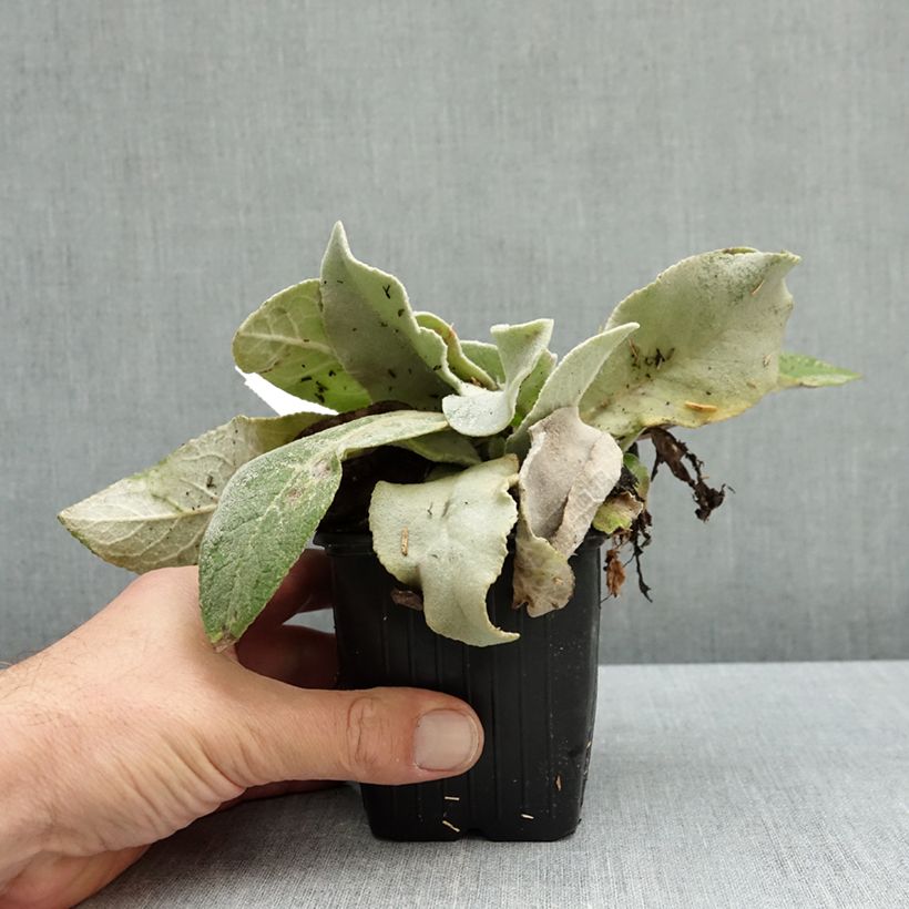 Esemplare di Verbascum bombyciferum Polarsommer Vasetto da 8/9 cm come consegnato in autunno