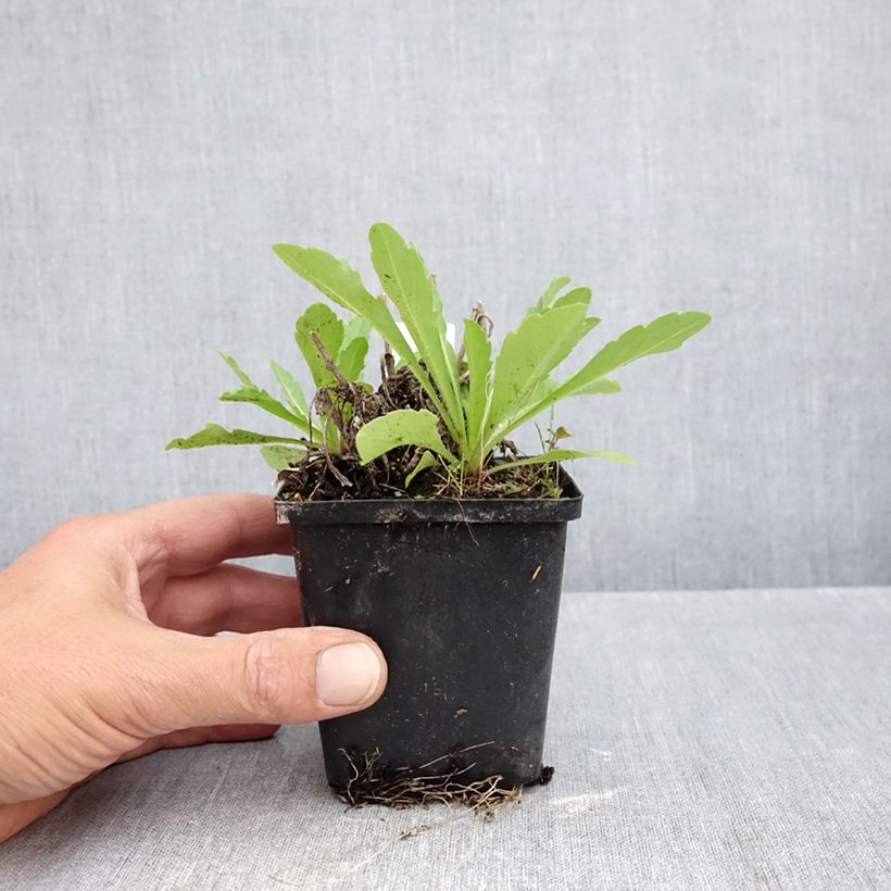 Esemplare di Verbascum Rosie - Verbasco Vasetto da 8/9 cm come consegnato in autunno