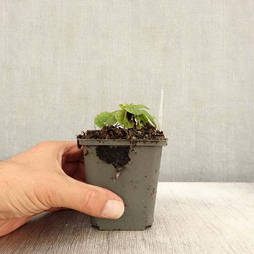Esemplare di Verbascum chaixii White Domino - Verbasco di Chaix Vasetto da 8/9 cm come consegnato in autunno
