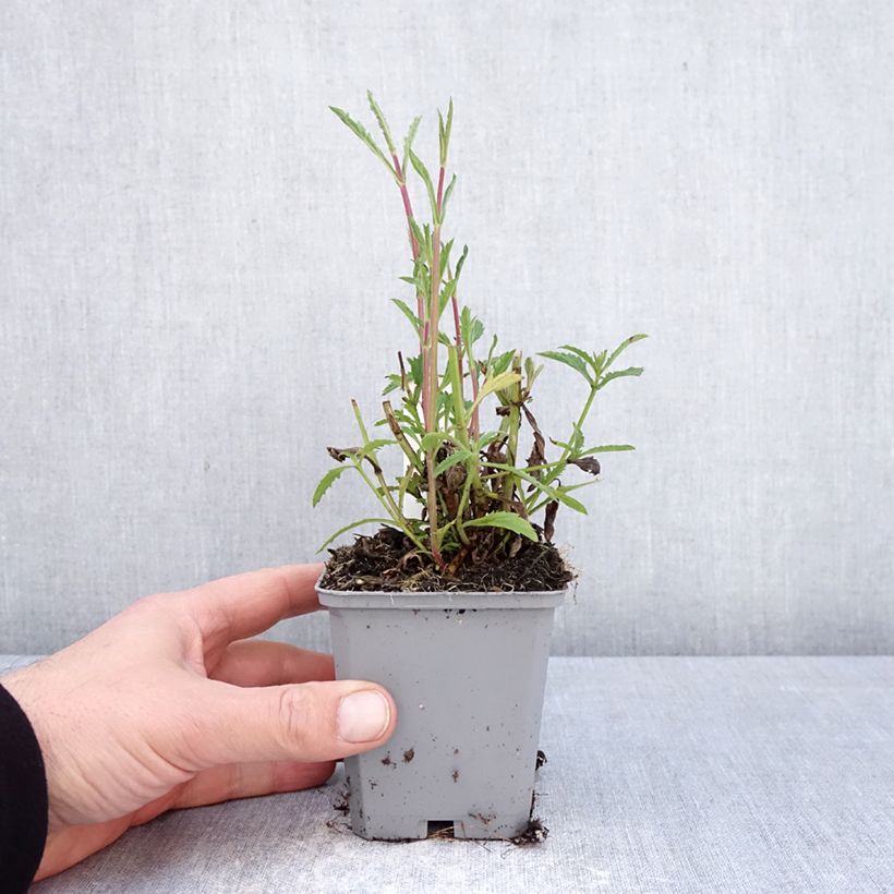 Verbena di Buenos Aires Vanity Vasetto da 8/9 cm esemplare consegnato in primavera