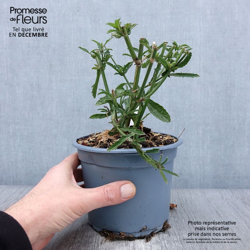 Esemplare di Verbena bonariensis - Verbena di Buenos Aires Vaso da 2L/3L come consegnato in autunno