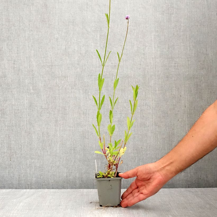 Esemplare di Verbena bonariensis - Verbena di Buenos Aires Vasetto da 8/9 cm come consegnato in autunno