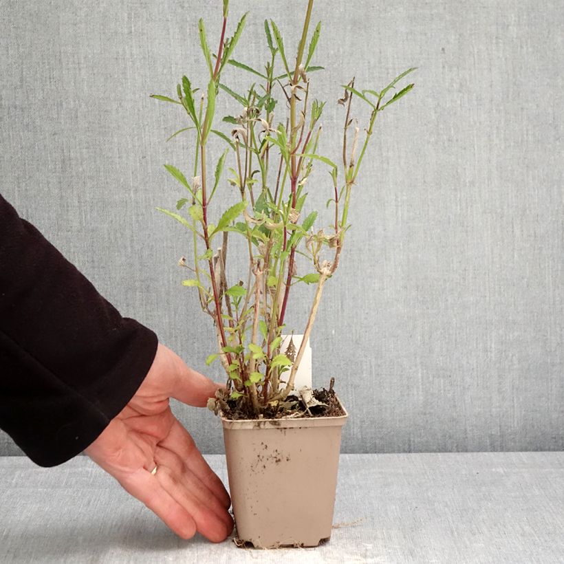 Verbena bonariensis - Verbena di Buenos Aires Vasetto da 8/9 cm esemplare consegnato in primavera