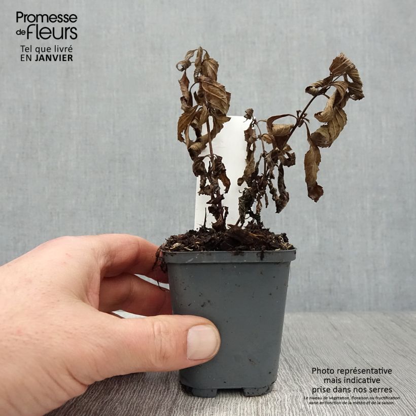 Verbena&#x20;hastata&#x20;Blue&#x20;Spires&#x20;Vasetto&#x20;da&#x20;8&#x2F;9&#x20;cm&#x20;esemplare&#x20;consegnato&#x20;in&#x20;inverno