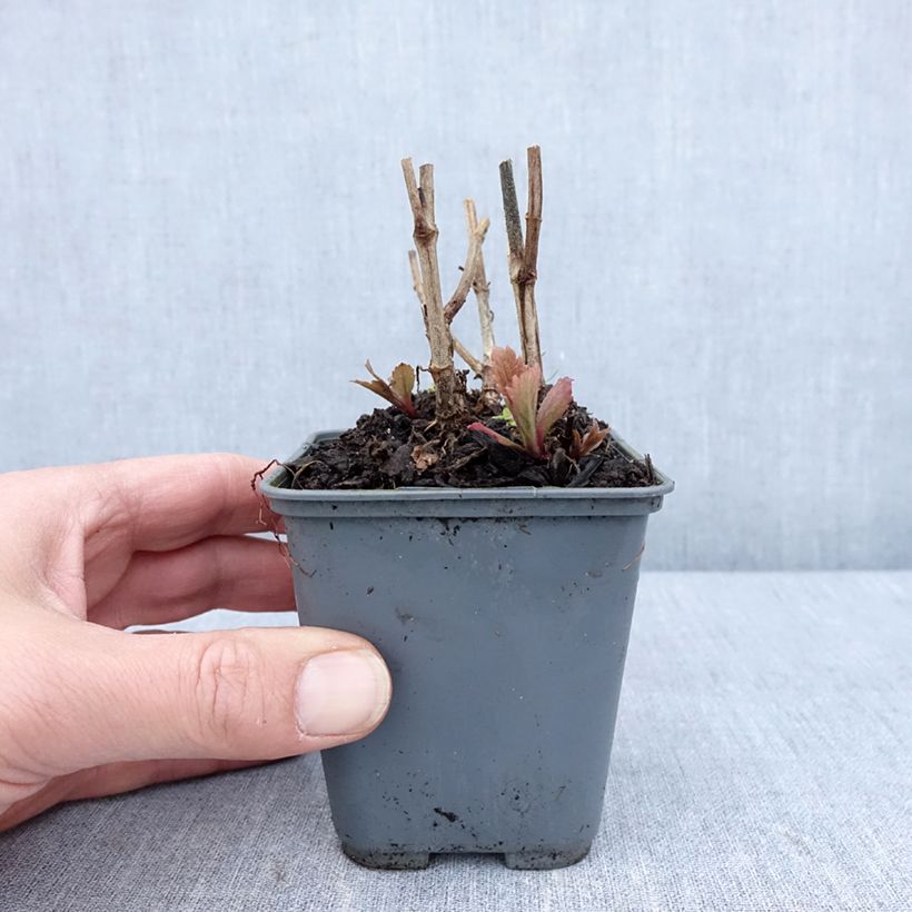 Verbena hastata Blue Spires Vasetto da 8/9 cm esemplare consegnato in primavera