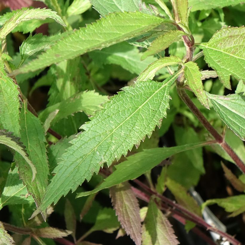 Verbena hastata Blue Spires (Fogliame)