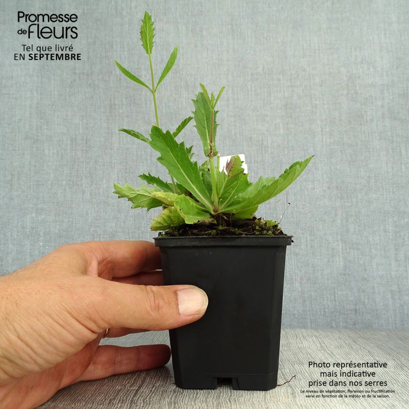 Esemplare di Verbena rigida Polaris Vasetto da 8/9 cm come consegnato in autunno