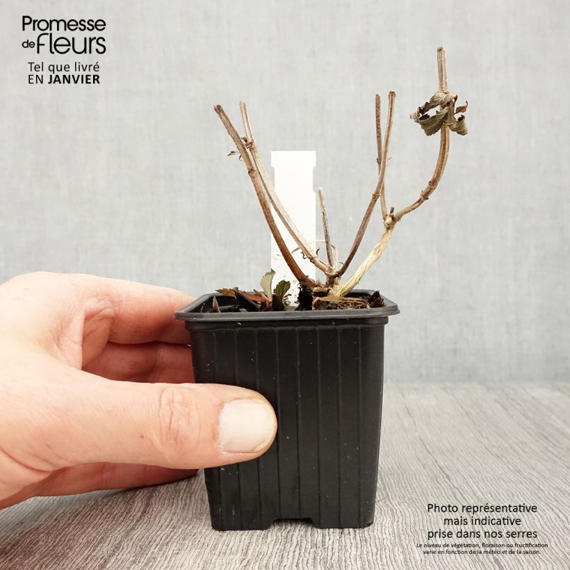 Verbena Lavender Spires Vasetto da 8/9 cm esemplare consegnato in inverno