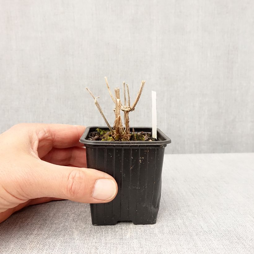 Verbena Lavender Spires Vasetto da 8/9 cm esemplare consegnato in primavera