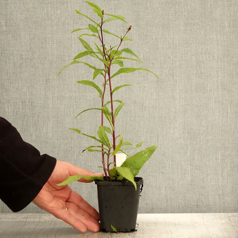 Esemplare di Vernonia arkansana Vasetto da 8/9 cm come consegnato in autunno