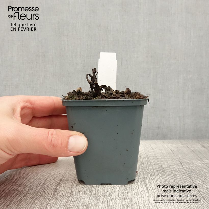 Vernonia arkansana Vasetto da 8/9 cm esemplare consegnato in inverno