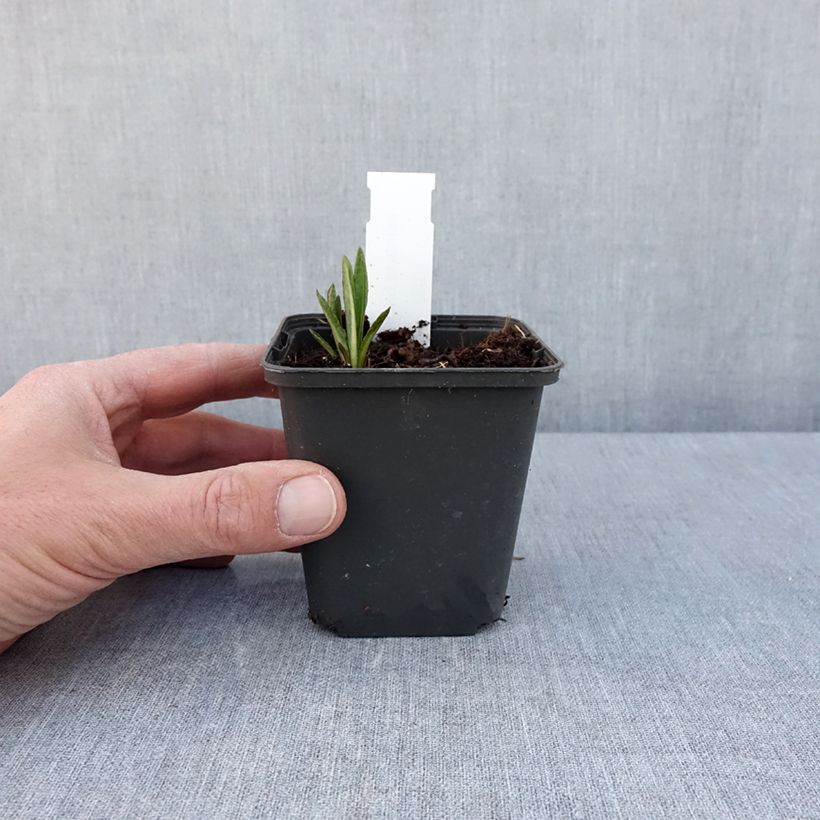 Vernonia baldwinii Vasetto da 8/9 cm esemplare consegnato in primavera