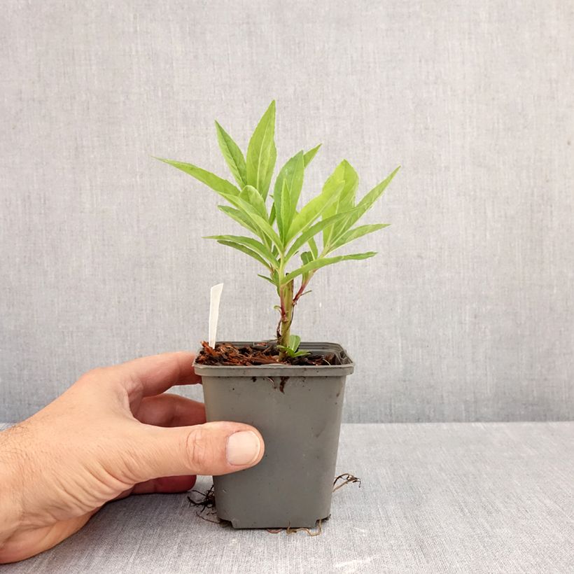 Esemplare di Vernonia gigantea Vasetto da 8/9 cm come consegnato in autunno